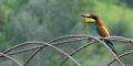 Merops apiaster